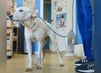 Jacinto - verspielt, freundlich und lernwillig