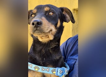 Kevin - familiengeignet, zutraulich und lernwillig