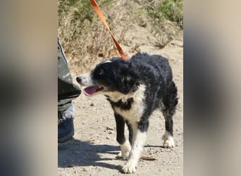 Didi - zutraulich, aufmerksam und verschmust