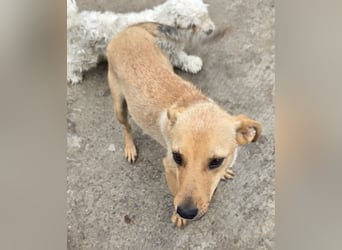 Suki - offen und lernwillig