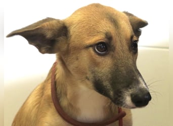 Pichichus, jung,lernwillig und aufgeschlossen