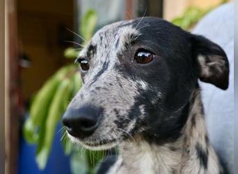 Manchis - freundlich, lernwillig und familiengeeignet