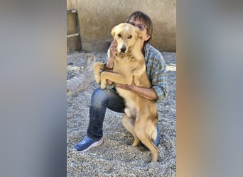 Amigo - lernwillig, aufmerksam und freundlich