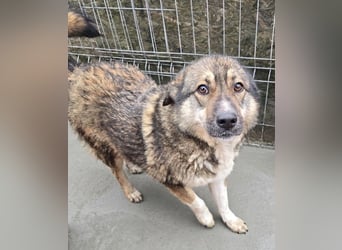 Stella - neugierig und verschmust