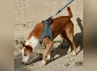 Jota - lässt sich gerne anfassen, freundlich und zutraulich