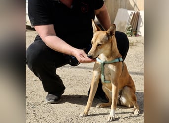 Aqua - verschmust, zutraulich und freundlich