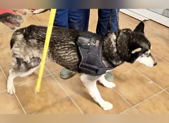 Jacki - neugierig, klug und verschmust RESERVIERT