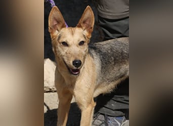 Estela - familiengeignet, zutraulich und aufmerksam