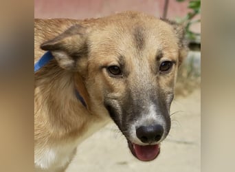 Pichichus, jung,lernwillig und aufgeschlossen