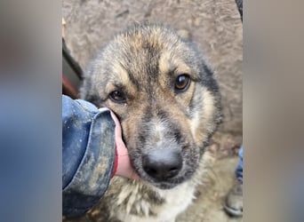 Stella - neugierig und verschmust