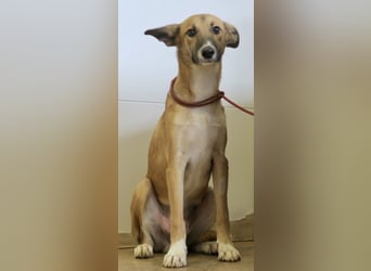 Pichichus, jung,lernwillig und aufgeschlossen