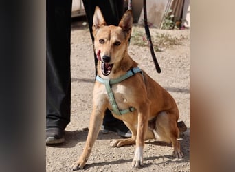 Aqua - verschmust, zutraulich und freundlich