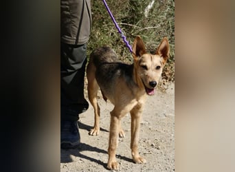 Estela - familiengeignet, zutraulich und aufmerksam