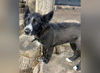 Rocco - verschmust, lernwillig und offen BEREITS IN DEUTSCHLAND