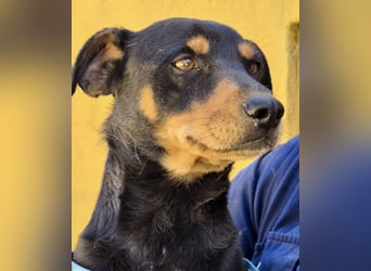 Kevin - familiengeignet, zutraulich und lernwillig