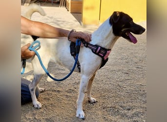 Kathi, zutraulich, verschmust und freundlich