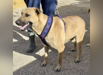 Rosie - freudlich, lernwillig und verschmust