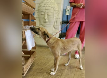 Pichichus, jung,lernwillig und aufgeschlossen