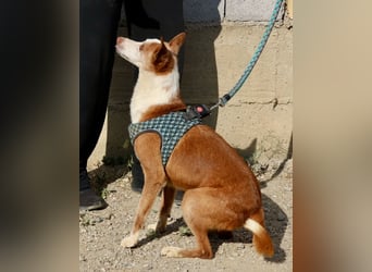 Jota - lässt sich gerne anfassen, freundlich und zutraulich