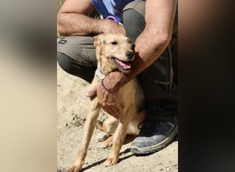 Estela - familiengeignet, zutraulich und aufmerksam