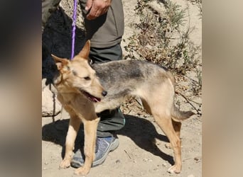 Estela - familiengeignet, zutraulich und aufmerksam