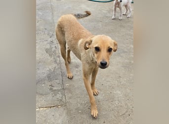 Suki - offen und lernwillig