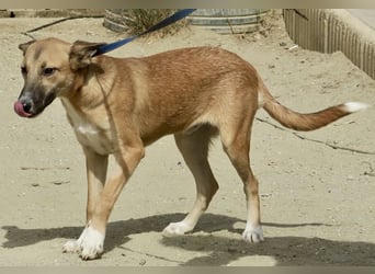 Pichichus, jung,lernwillig und aufgeschlossen