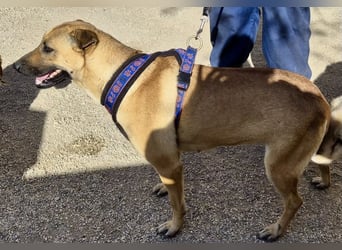 Rosie - freudlich, lernwillig und verschmust