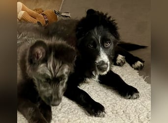 Rocco - verschmust, lernwillig und offen BEREITS IN DEUTSCHLAND