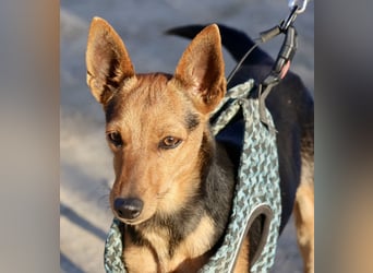 Muffin - verschmust, zutraulich und aufmerksam