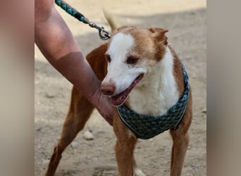 Jota - lässt sich gerne anfassen, freundlich und zutraulich