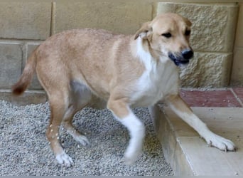 Nuria, zurückhaltend, freundlich und gut verträglich