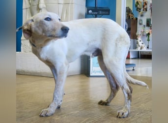 Jacinto - verspielt, freundlich und lernwillig