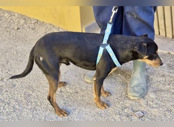 Kevin - familiengeignet, zutraulich und lernwillig