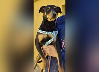 Kevin - familiengeignet, zutraulich und lernwillig