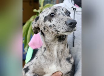 Manchis - freundlich, lernwillig und familiengeeignet