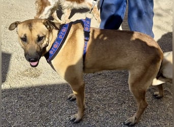 Rosie - freudlich, lernwillig und verschmust