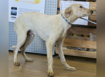 Jacinto - verspielt, freundlich und lernwillig