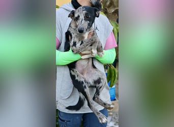 Manchis - freundlich, lernwillig und familiengeeignet