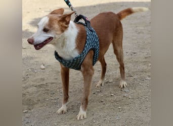 Jota - lässt sich gerne anfassen, freundlich und zutraulich