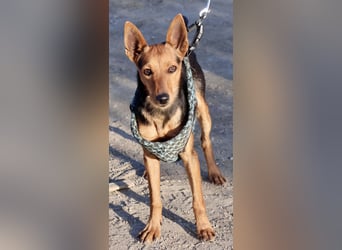 Muffin - verschmust, zutraulich und aufmerksam