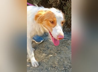 Gulliver - Mix-Rüde - agil, verspielt zutraulich / reserviert