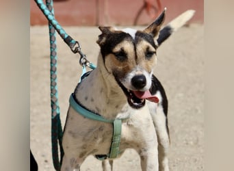 Paquito - freundlich, neugierig und verträglich