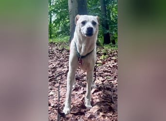 Coco, menschenbezogen, freundlich, offen  - bereits in Deutschland