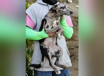 Manchis - freundlich, lernwillig und familiengeeignet