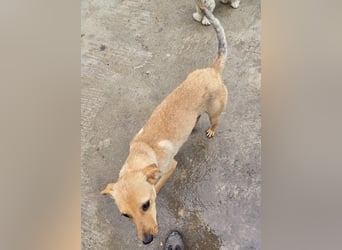 Suki - offen und lernwillig