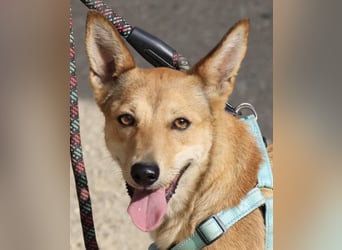 Aqua - verschmust, zutraulich und freundlich