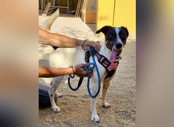 Kathi, zutraulich, verschmust und freundlich