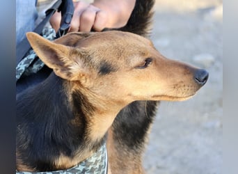 Muffin - verschmust, zutraulich und aufmerksam