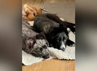 Rocco - verschmust, lernwillig und offen BEREITS IN DEUTSCHLAND